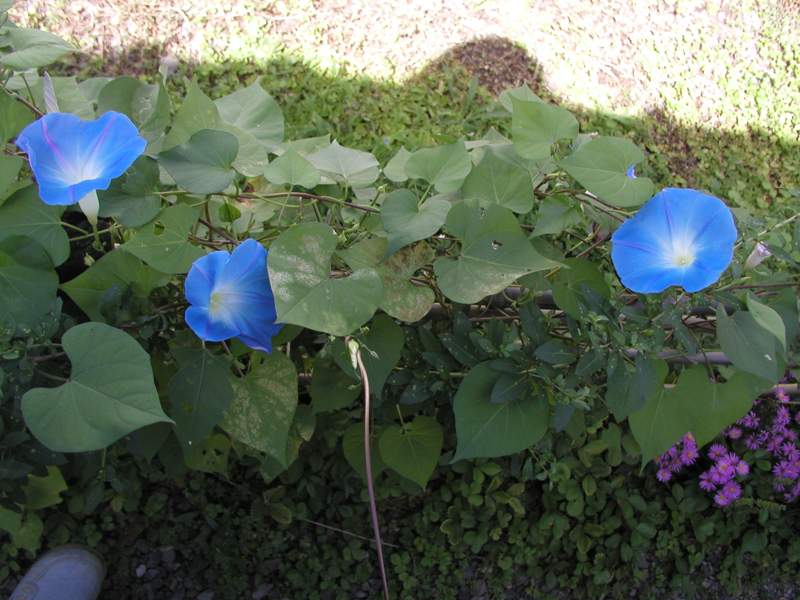 アサガオ・ヘブンリー・ブルー